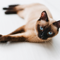 A natural way to everyday wellness