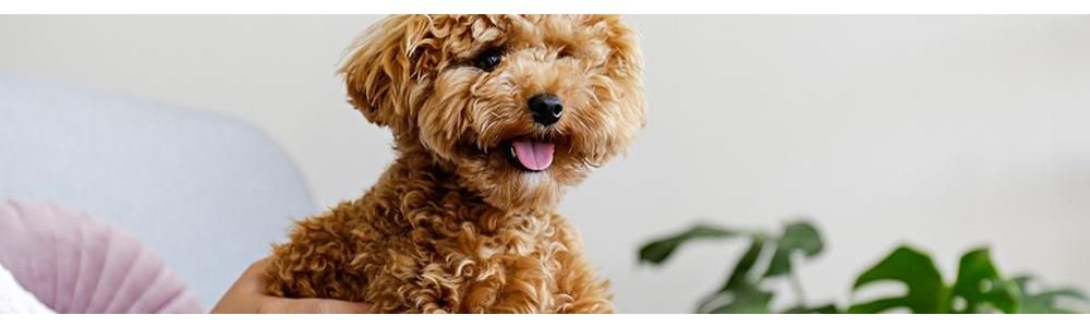 Ein Update zur Fütterung der kleinen Hunde