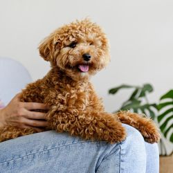 Ein Update zur Fütterung der kleinen Hunde