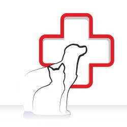 How to provide first aid for your pet