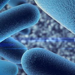 Microcalorimetric study of extruded dog food containing probiotic micro-organisms