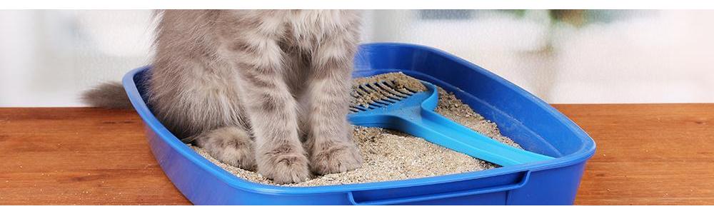 My cat has started peeing inside – now what?