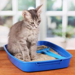 My cat has started peeing inside – now what?