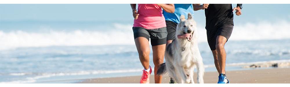 Need a new running-partner?