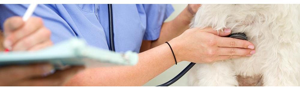The role of probiotics in veterinary medicine - prophylactic use and in conjunction with disease.