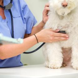 The role of probiotics in veterinary medicine - prophylactic use and in conjunction with disease.