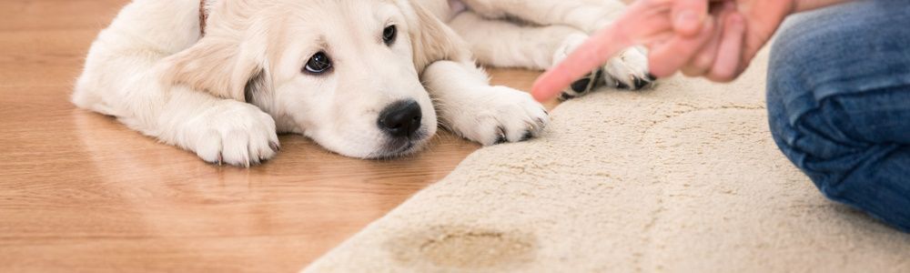 Why is my dog suddenly peeing inside?