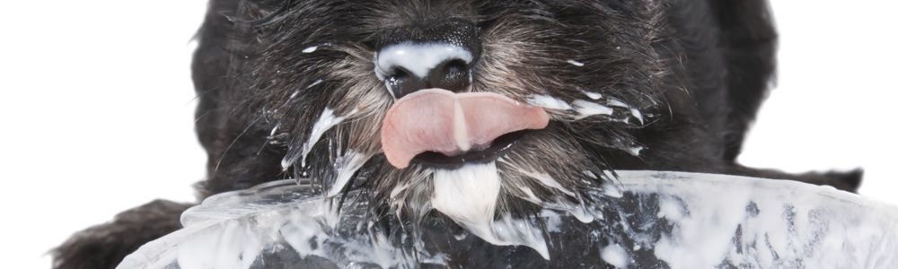 Joghurt als probiotisches Ergänzungsmittel für Haustiere?