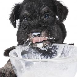 Joghurt als probiotisches Ergänzungsmittel für Haustiere?