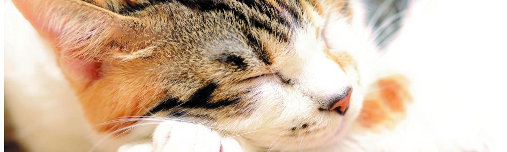 Können Proteinquellen in Katzenfutter nachhaltig sein?