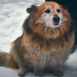 Obesity and behavior - among dogs and dog owners