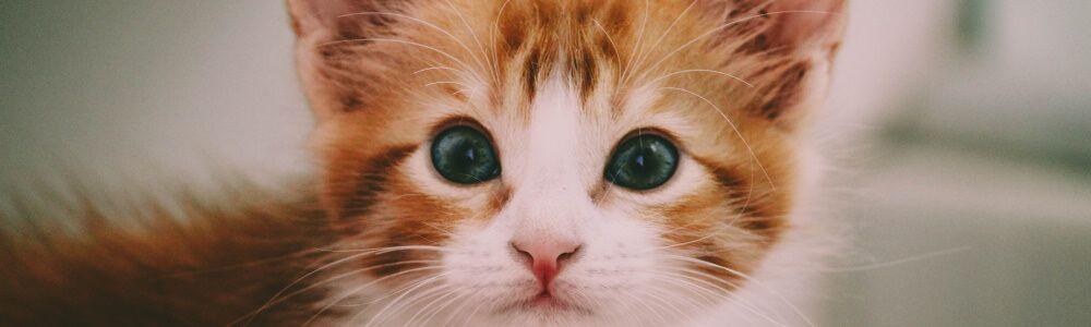 7 gute Tipps für Jungkatzen