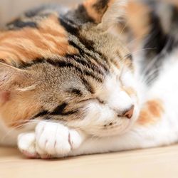 Können Proteinquellen in Katzenfutter nachhaltig sein?