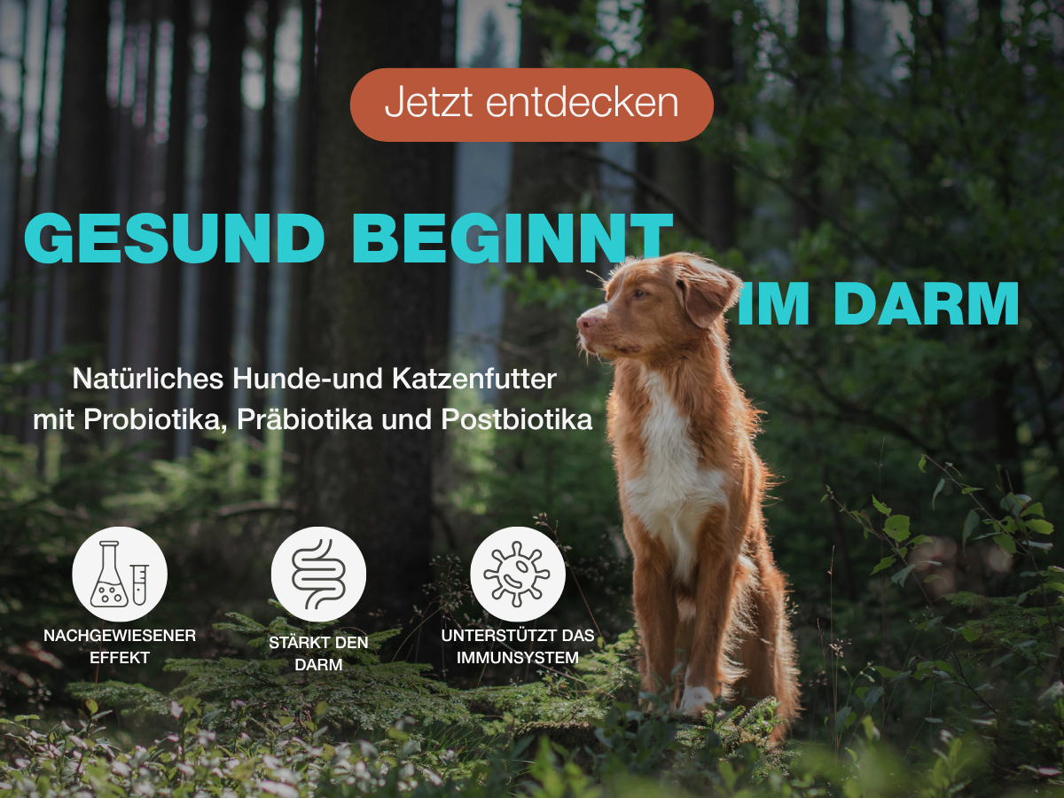 Banner Startseite Hund Mobil