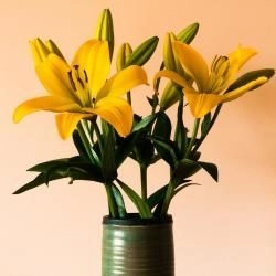 Do you know which plants are toxic to cats?