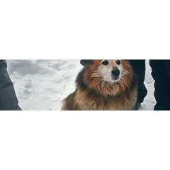 Obesity and behavior - among dogs and dog owners