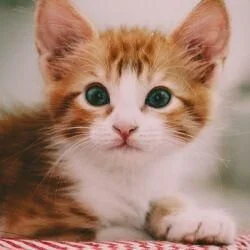 7 gute Tipps für Jungkatzen